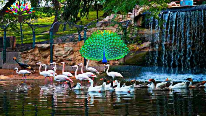 vallee oiseaux agadir